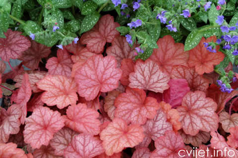 Heuchera_Georgia_Peach_5b[1].jpg